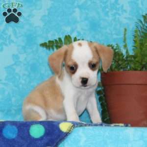 Bobby, Boston Terrier Mix Puppy